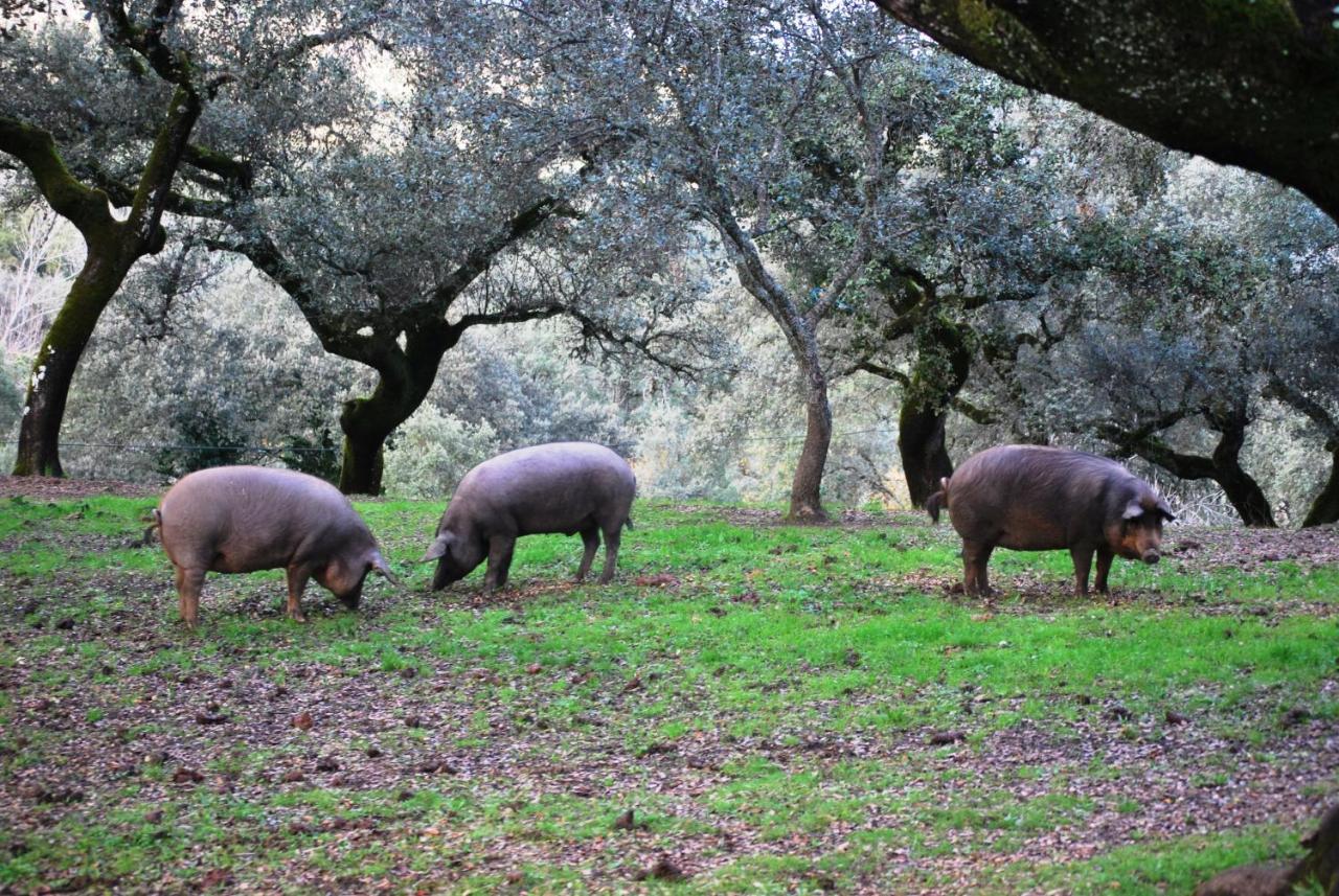 El Alojamiento Rural De Peter 阿拉色那 外观 照片